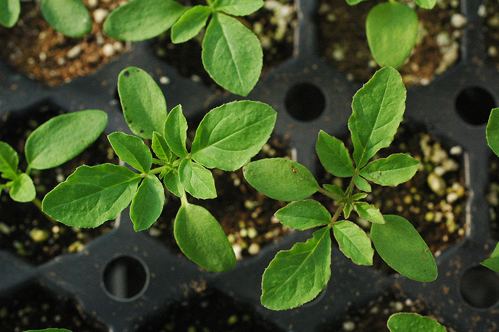 Why didn't my Cleome come up? Seed germination and light