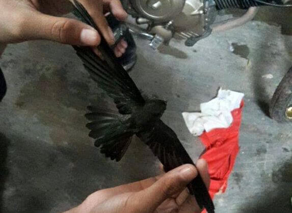 Pengalaman Budidaya Sarang Walet Begini Cara Memulainya Ternak