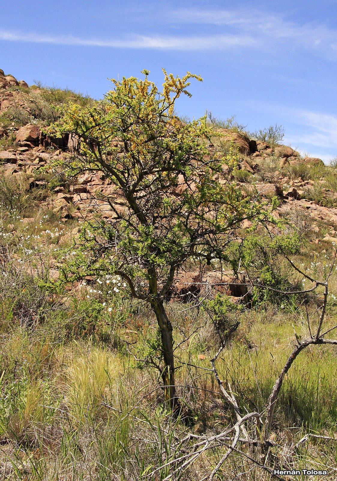 Flora Bonaerense: Chañar (Geoffroea decorticans)