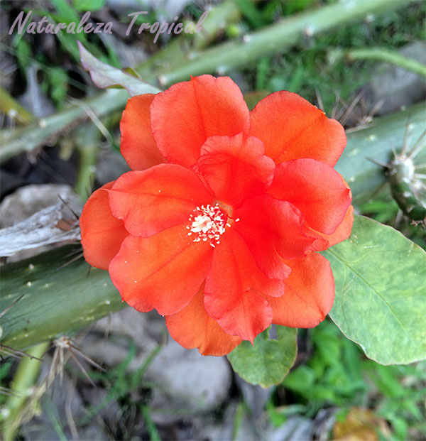 Flor de Pereskia, muy parecida a la flor de una rosa salvaje.