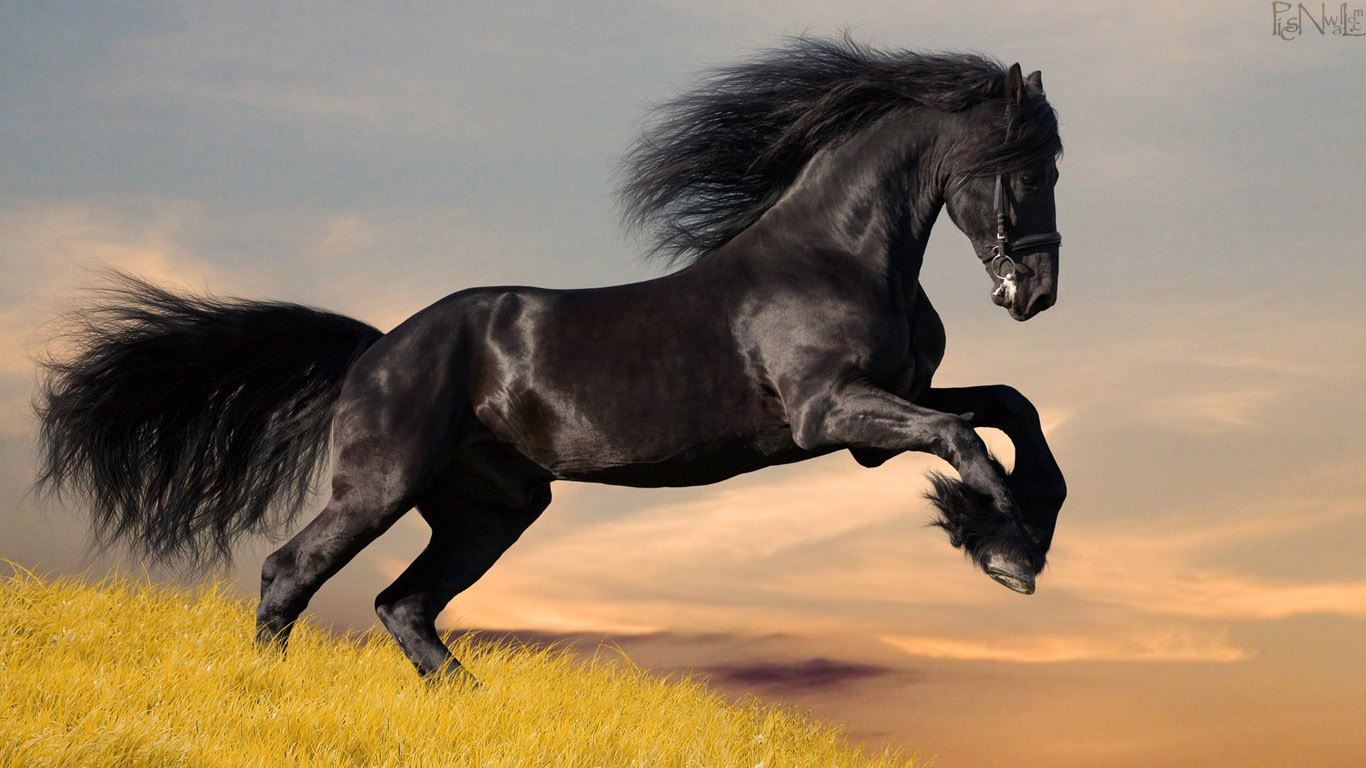 http://1.bp.blogspot.com/-2hCRwyfN3IU/UFLkTWwQgXI/AAAAAAAAAJQ/PVrW1UeHPrQ/s1600/Top-Class-Horses-HD-Wallpapers-for-Riders-%255B1366x768%255D-(1).jpg