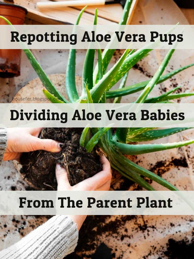 Repotting Aloe Vera Pups Dividing Aloe Vera Babies From The Parent Plant