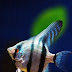 39 Jenis Ikan Hias Manfish Populer