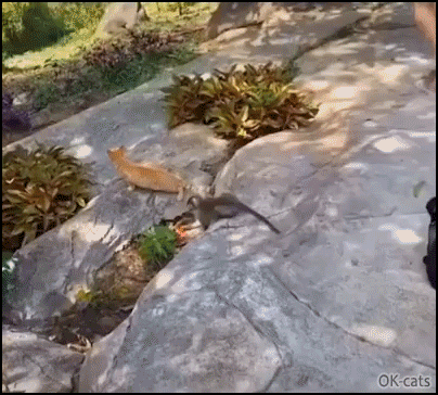 Amazing Cat GIF • Kitty and little monkey are best friends. Pawesome interspecies friendship 1-2 Amazing Cat GIF • Kitty and little monkey are best friends. Pawesome interspecies friendship 1-2