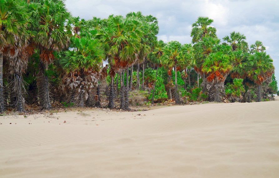 Keindahan Gurun Pasir Timor Tengah Selatan di Pantai