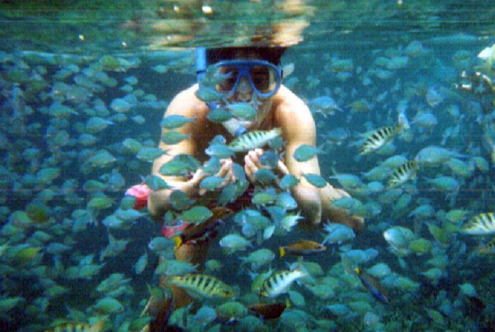 Bohol Tourism Info Underwater diving