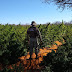 PPOLICIAL: CIPE CAATINGA ERRADICA DE PLANTIO DE MACONHA COM CERCA DE 40 MIL PÉS