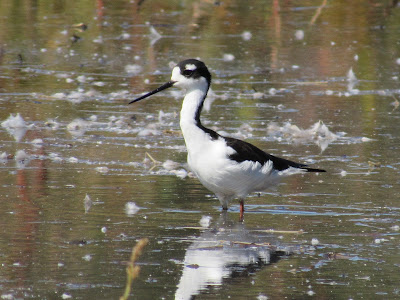 Colusa National Wildlife Refuge