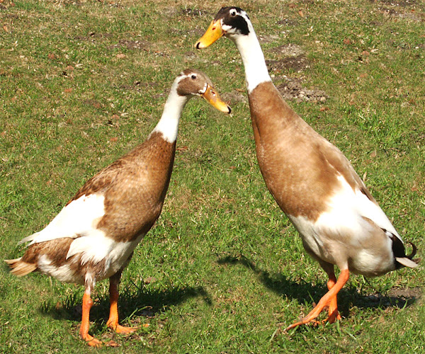 duck breeds, list of duck breeds, different duck breeds