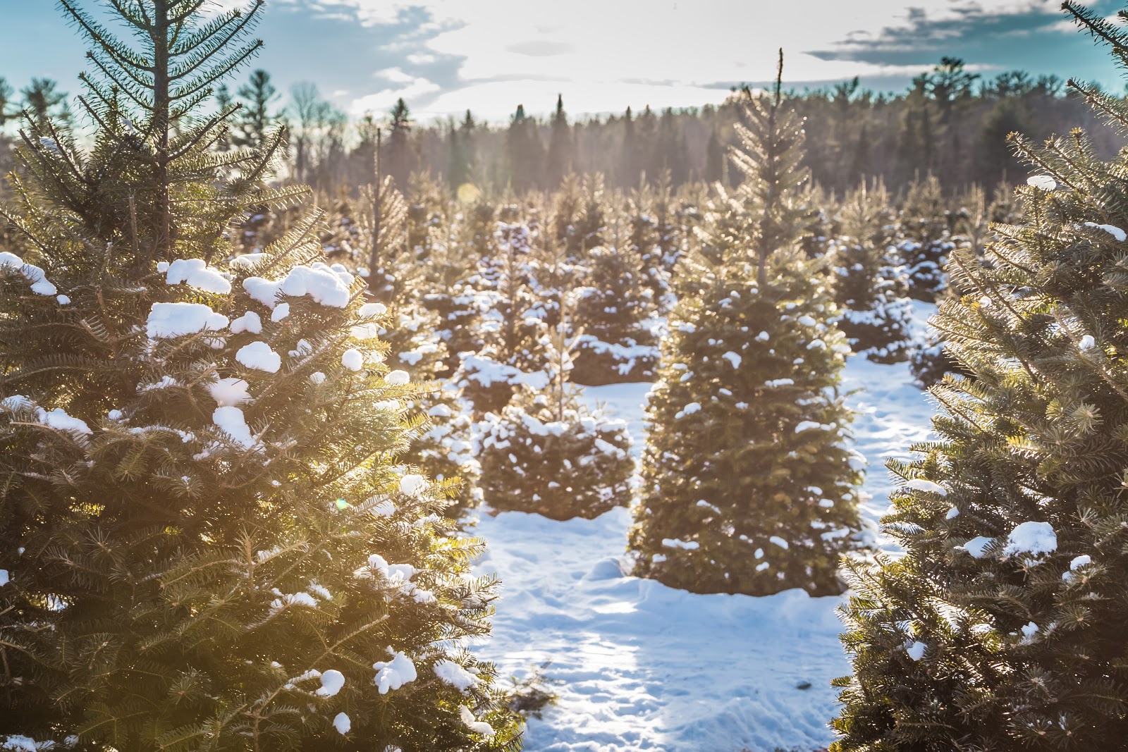 Cut Your Own Christmas Tree This Winter Explore the World with Simon