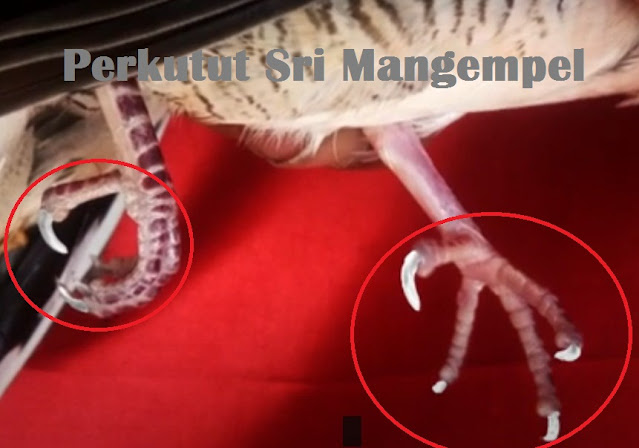 Tuah dan Mitos Perkutut Katuranggan Sri Mangempel