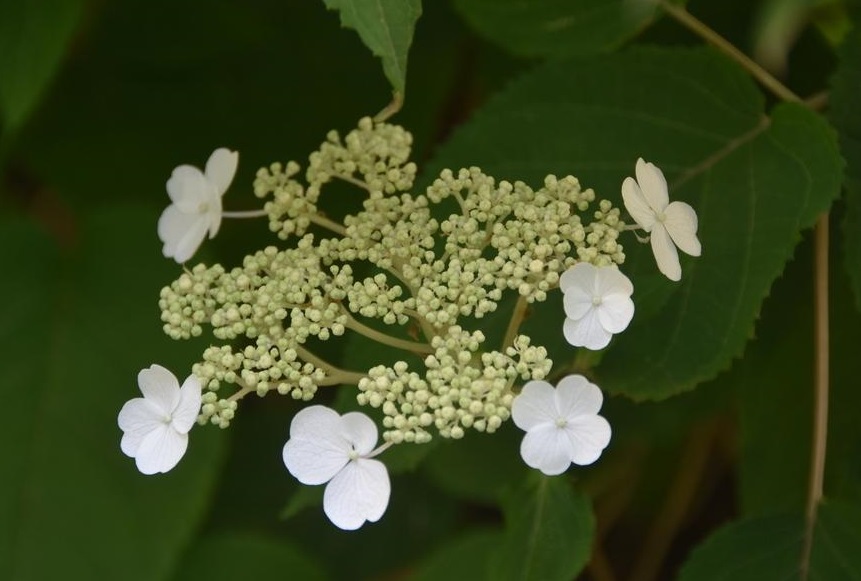 The Wanderer S Journal Four Tips In Growing Hydrangeas