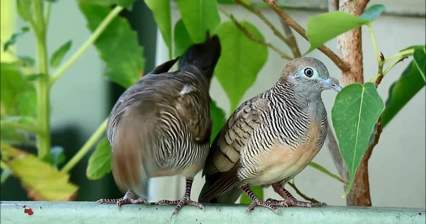 4 Perbedaan Perkutut Lokal Dengan Bangkok Secara Jelas Pamankicau