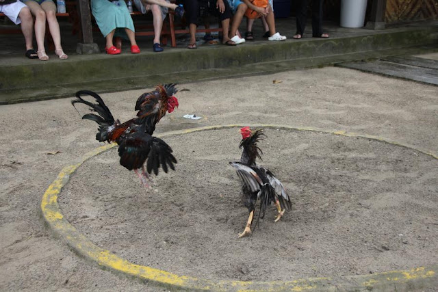 Important Stages In Playing Cockfighting Gambling