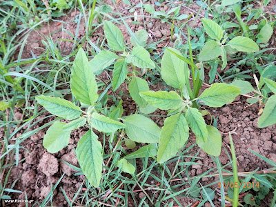 Βλήτα-Αmaranthus sp.