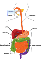 किड़नी रोगमुक्त और स्वस्थ कैसे रखें Diet Tips and Precaution for Healthy Kidney in hindi किड़नी रोगमुक्त और स्वस्थ कैसे रखें , Diet Tips and Precaution for Healthy Kidney in hindi, kidney rog mukt kaise rakhe, Kidney Care Foods, kidney safety diet kya hai