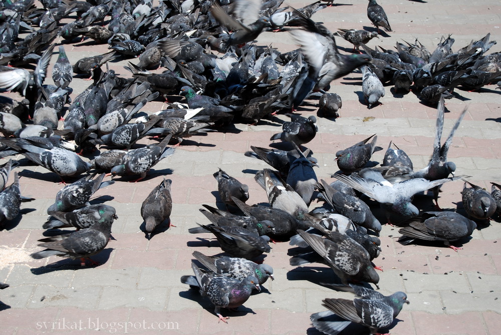 московский голубь.