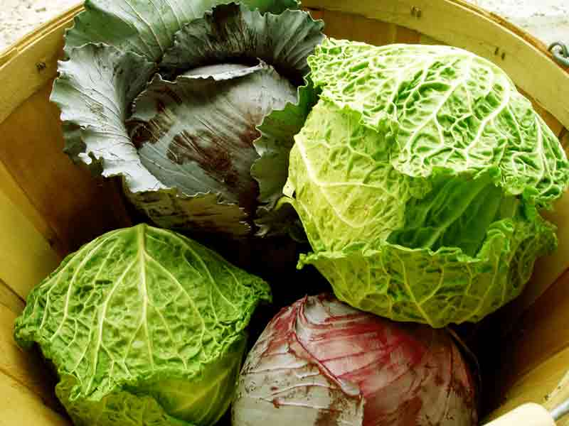 Fruits & Vegetables Benefits benefits of eating cabbage