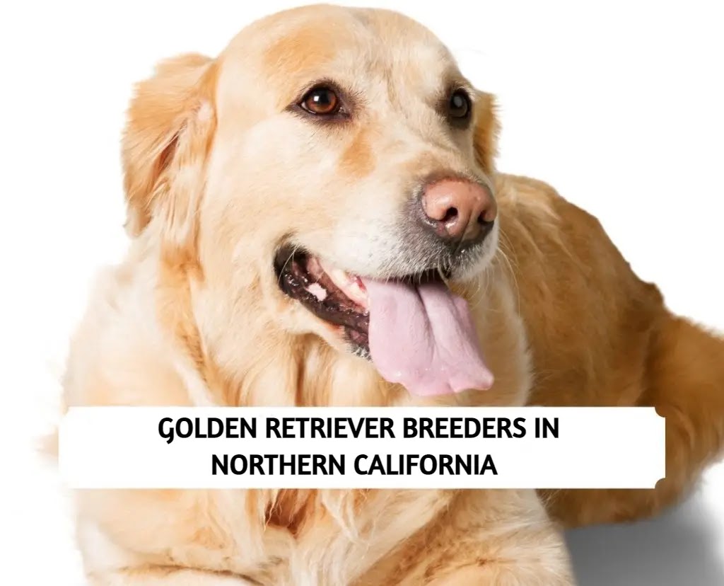 Golden Retriever Breeders in Northern California