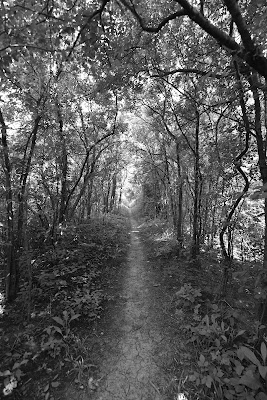 Bruce Trail pathway in black and white near Welland  Ontario.