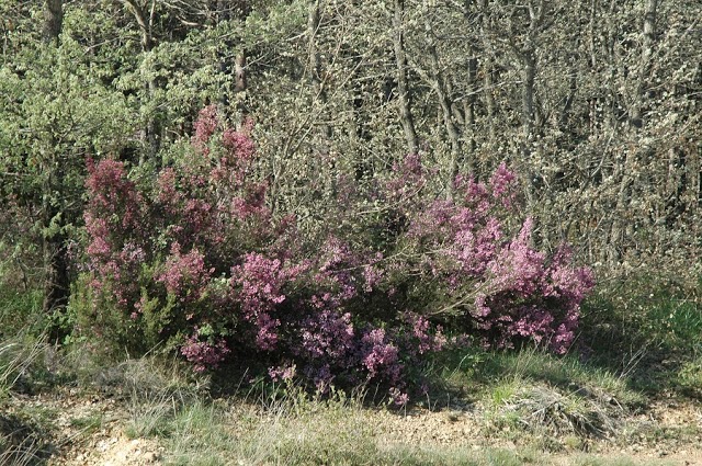 Micieces es mi pueblo Berzosa de los Hidalgos LA MORA DE LA FUENTE