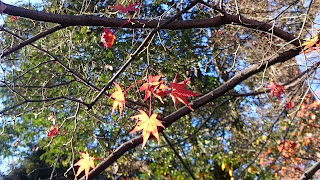 autumn leaves