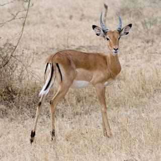 Serengeti, Tanzanya'da bir erkek impala