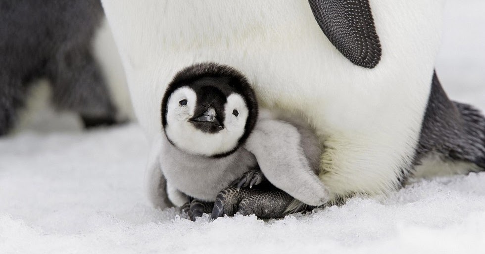 Emperor Penguins care for their young Protect wild animals