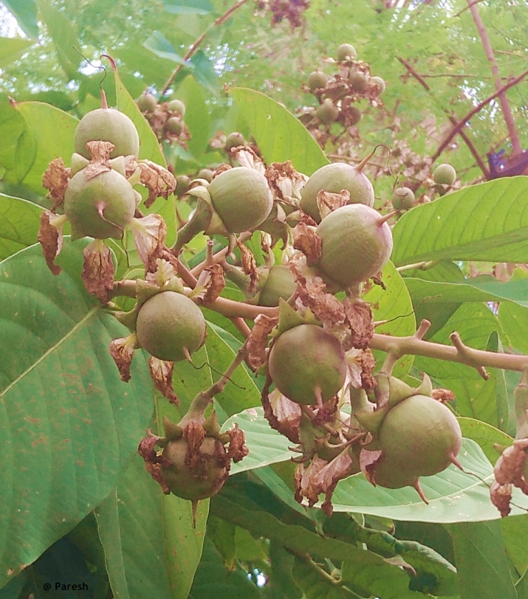Gifting Trees The Pride Of India New year's eve by gregorowitch.