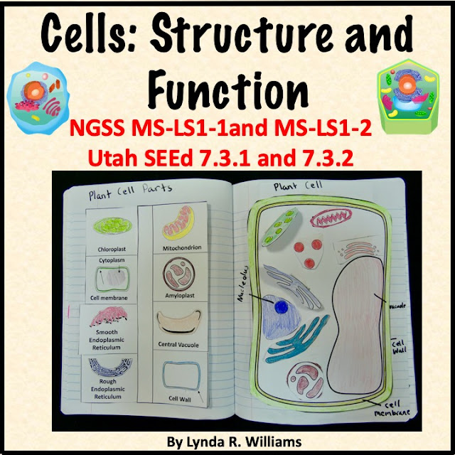 Making Models of Animal and Plant Cells