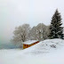 Europe, Switzerland, Alps snow mountains, pine trees in the snow. Check out our collection