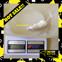 tikus putih mencit medium bekasi