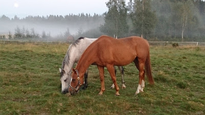 Kompisar... Trots att de har flera hektar bete väljer de att beta nos vid nos.