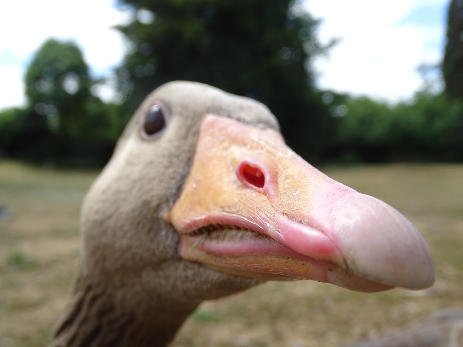 Geese Gone Wild Uncovering The Aggressive Gender - r5dwsnr