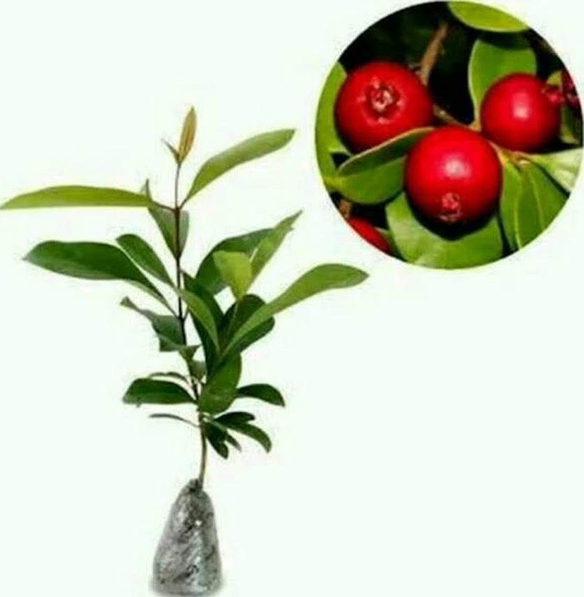 Bibit Tanaman Buah Jambu Strawberry atau Jambu Leci Batu