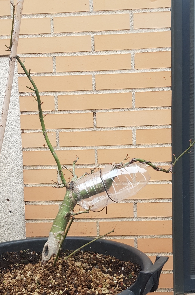 Acer palmatum shishigashira 20200211_180918