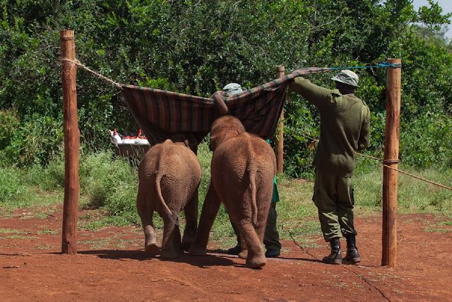 Центр реабилитации слонов, приют Дэвида Шелдрика