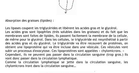 Physiologie animal pdf