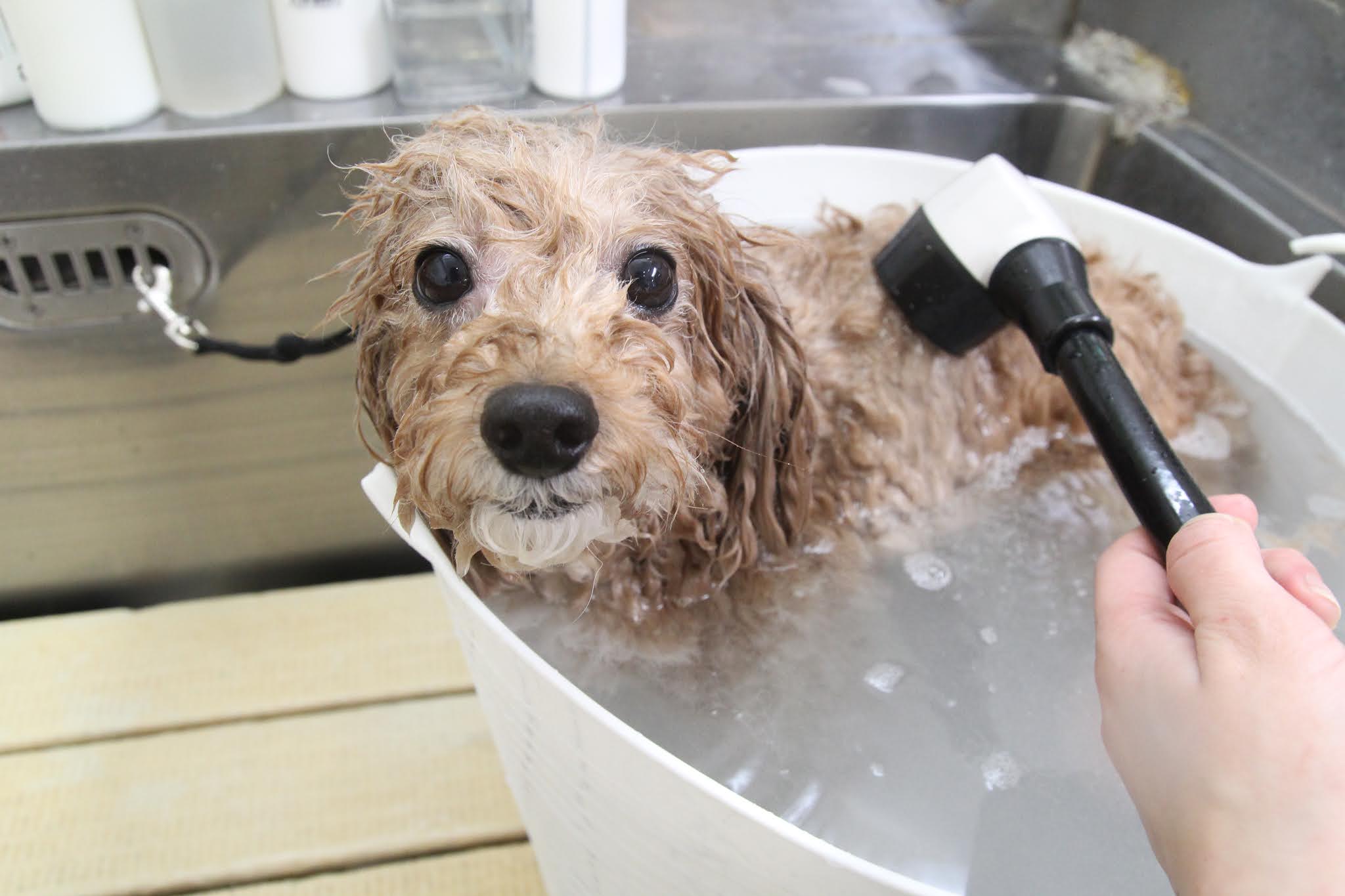 ラブワン!! トリマースタッフブログ（トリミングサロン・ペットホテル）