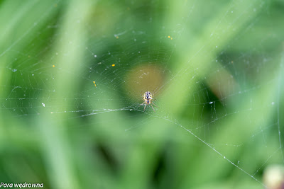 Powsin ogród botaniczny PAN pająk tkacz