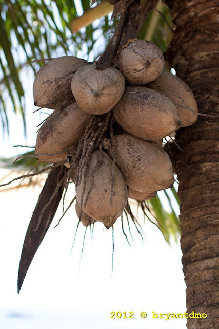 Dried Coconut