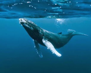 Ecologistas piden a Bruselas 'medidas urgentes' contra la caza de ballenas