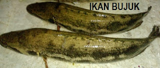 Anim Agro Technology: IKAN HARUAN - JENISNYA