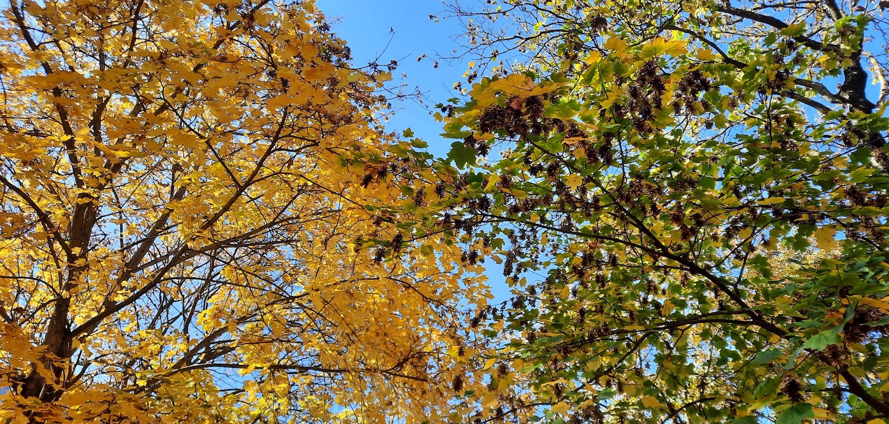 листья солнцем наливались листья солнцем пропитались. желтый лист. осенние листочки стихотворение.