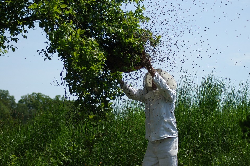 La Familia de la Apicultura The Beekeeping Family Enjambre