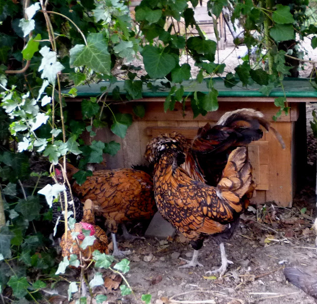 d'Artagnan finds a nesting site Polish cockerel finds a good nesting site