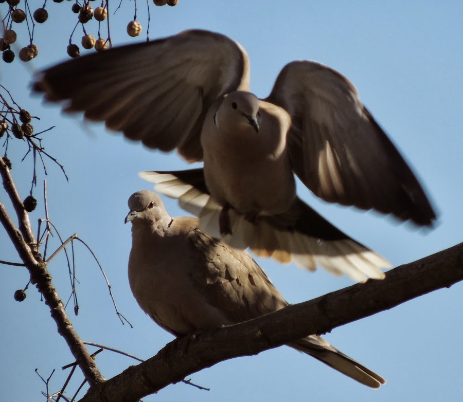 STREPTOPELIA DECAOCTO