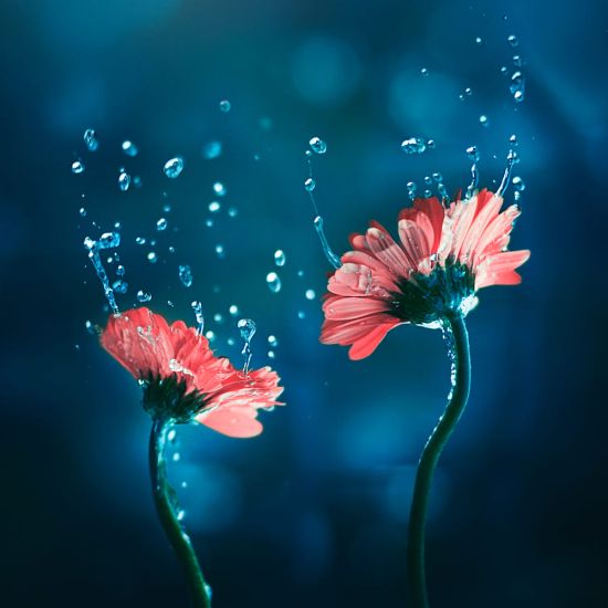 Ashraful Arefin 500px instagram arte fotografia surreal flores estações cores luzes