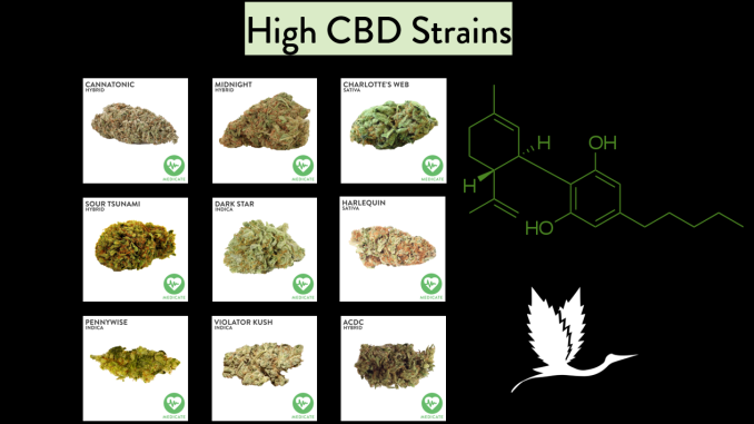 This strain is the definition of a high cbd boasting 22-1 cbd-thc... 