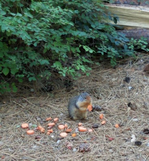 Richardson Ground Squirrel, eating carrots!